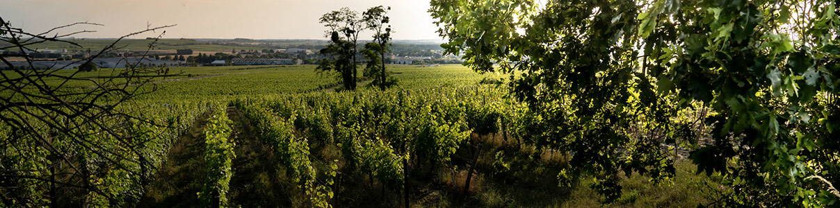 Produtor: Clos Rougeard
