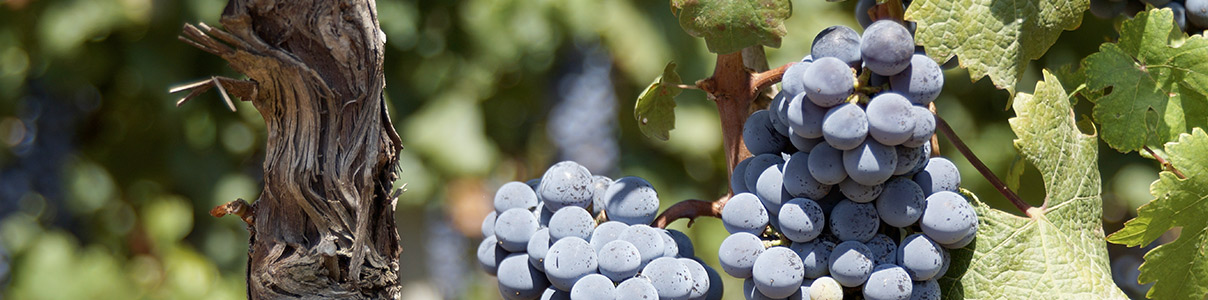 Produtor: Geoff Merrill Wines