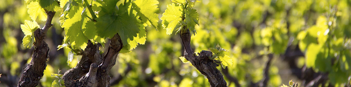 Produtor: Domaine Graeme & Julie Bott