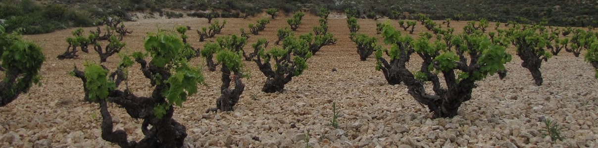 Produtor: Bodegas Cinco Leguas