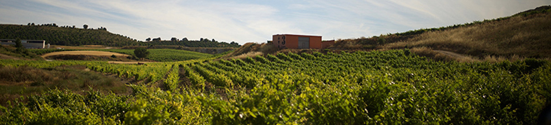 3 Ases Bodegas y Viñedos