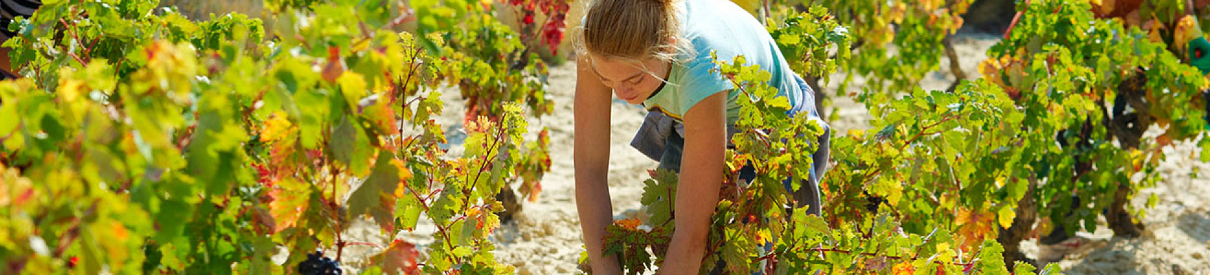 Bodegas Amaren