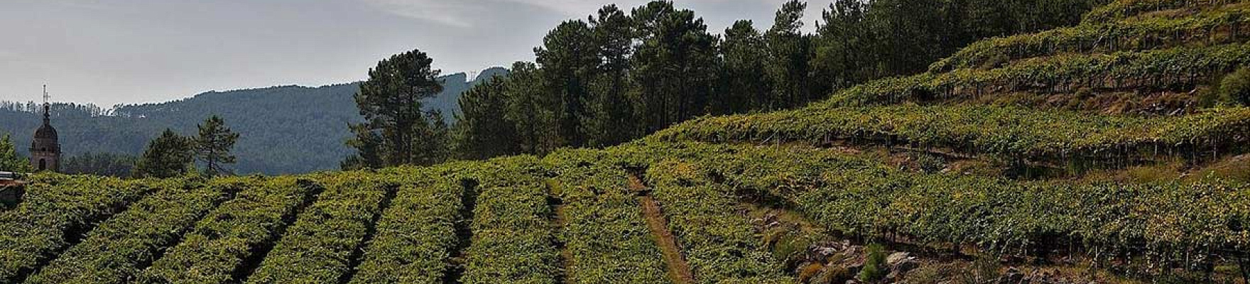 Bodegas As Laxas