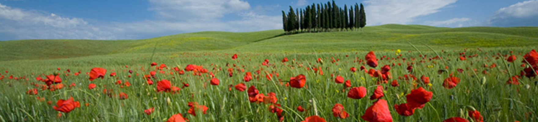 Cantina di Montalcino