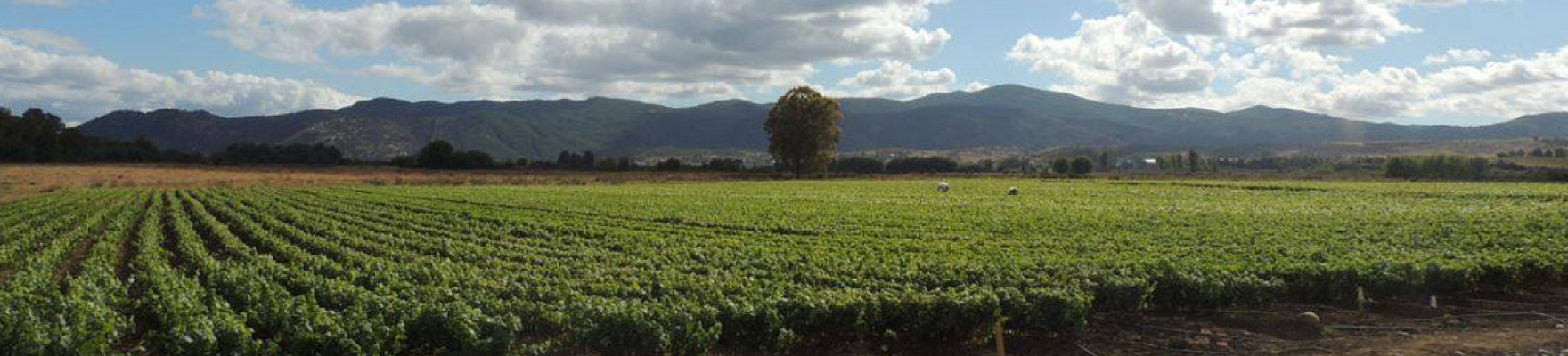 Viña Concha y Toro