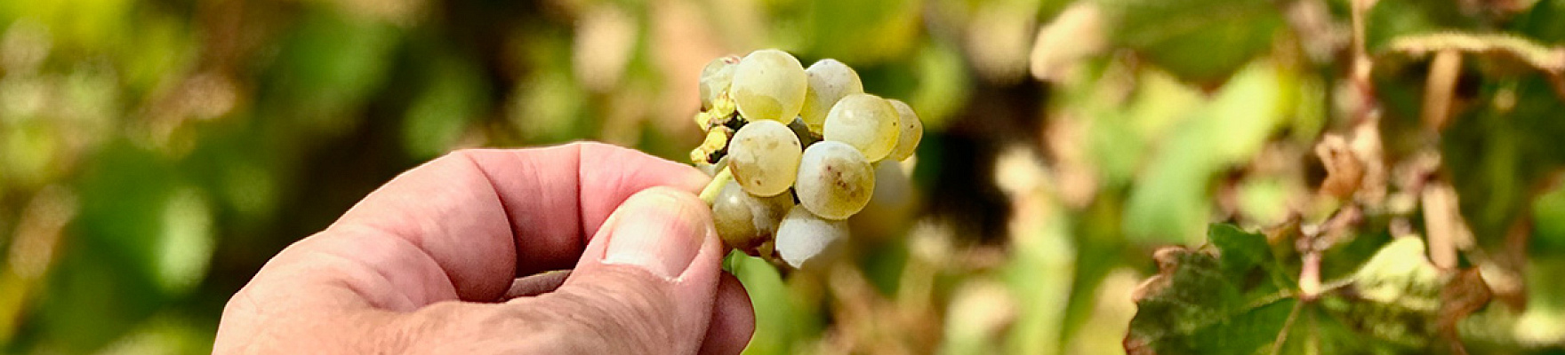 Herrero Bodega