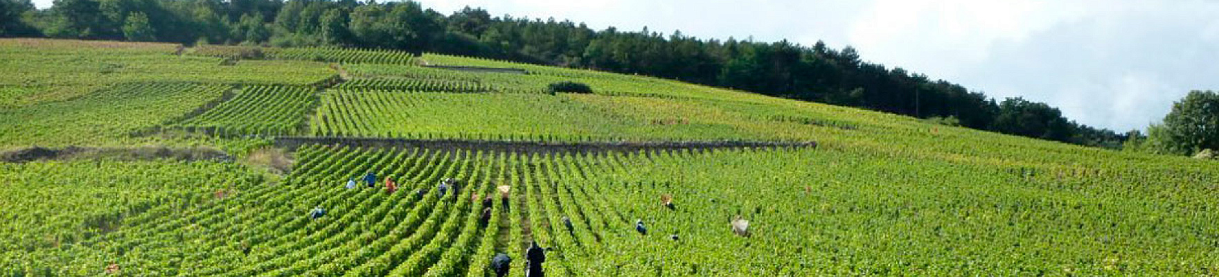 Viñedos pertenecientes al Domaine Jean Grivot