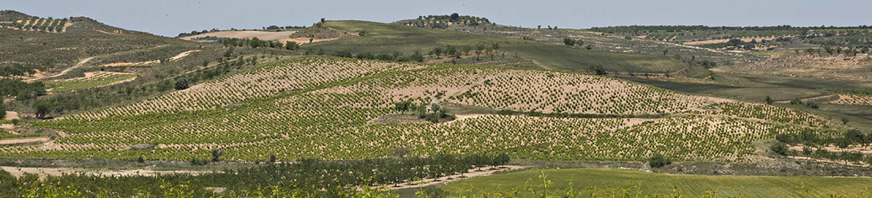 Locos por el vino 