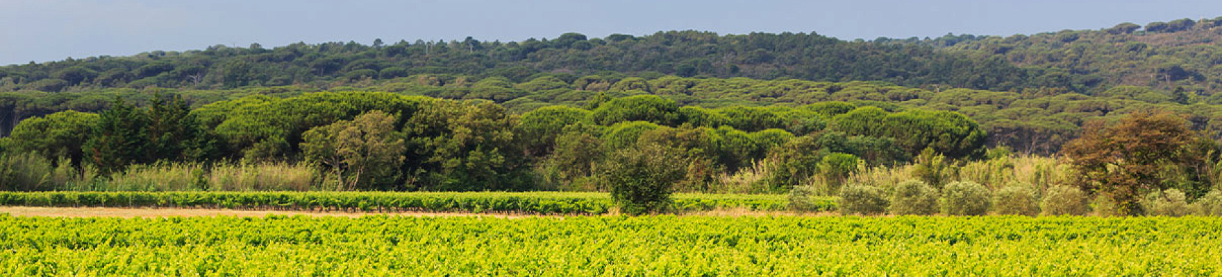 Maîtres Vignerons de Saint-Tropez