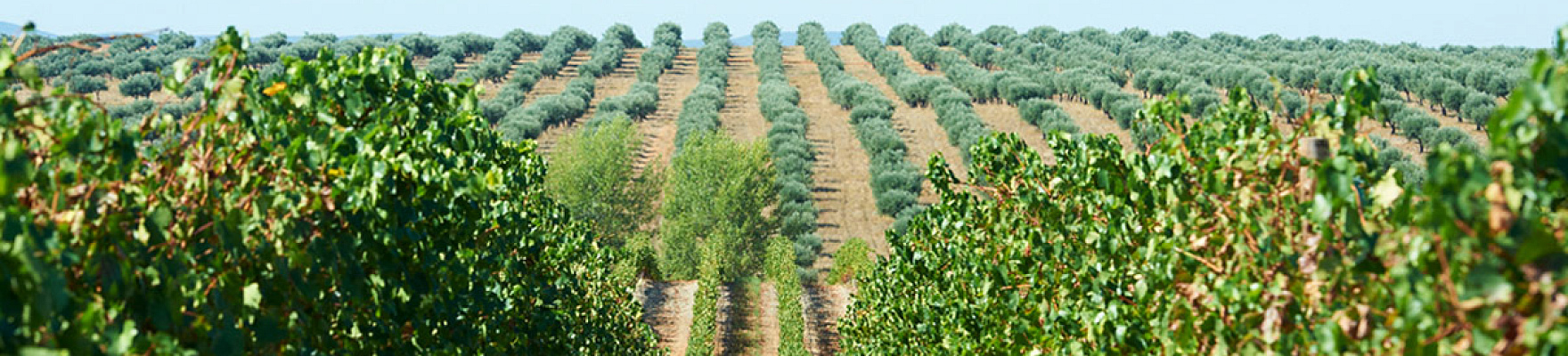 Los viñedos de Herdade Monte da Cal