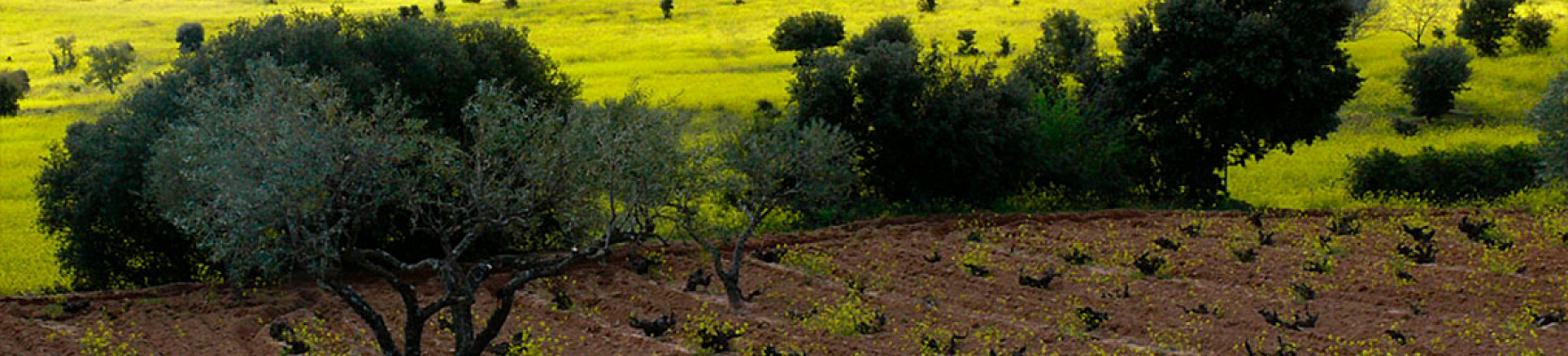 Bodegas y Viñedos Bernabeleva