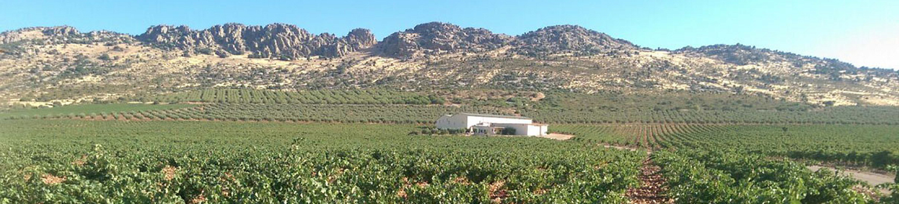 Bodegas y Viñedos La Solana