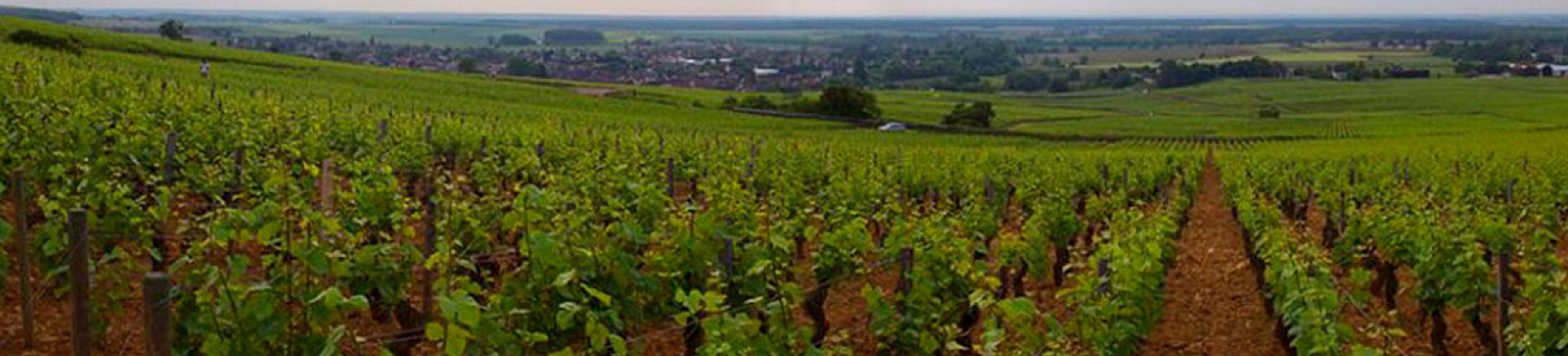 Château de Puligny Montrachet