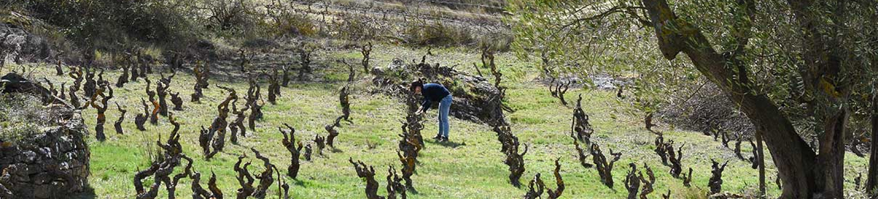 Viñedos de Sierra de Toloño