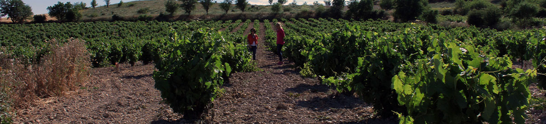 Bodegas Traslanzas