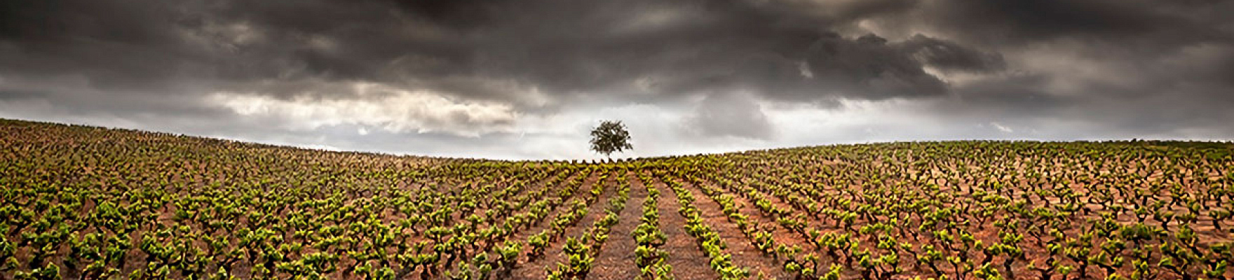 Vinos Guerra