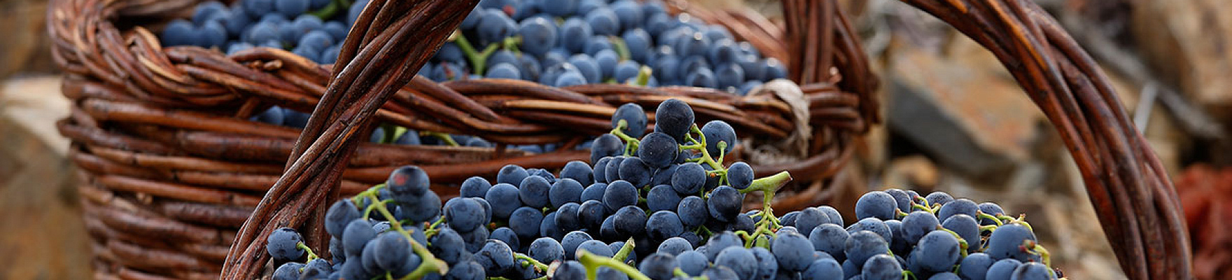 Viticultors del Priorat