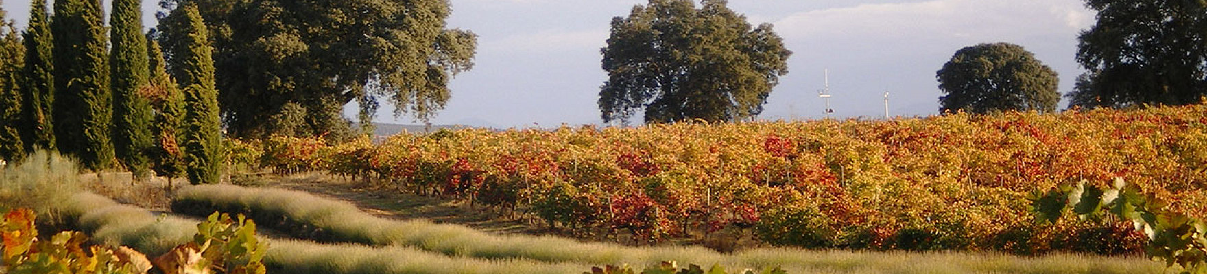 Marqués de Griñón Family Estates