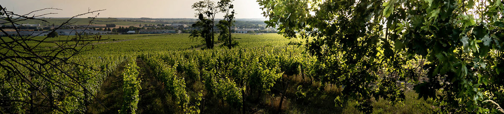Produtor: Clos Rougeard