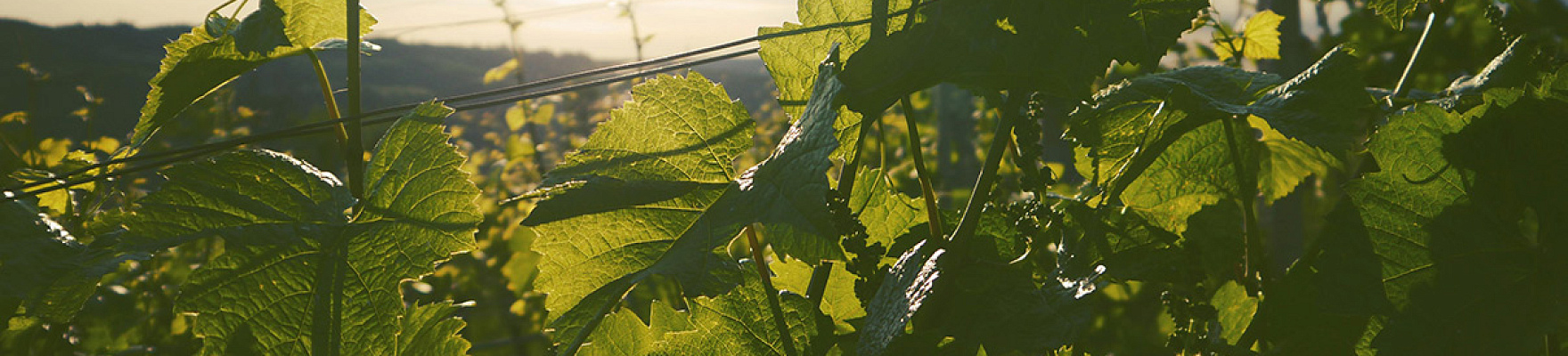 Produtor: Vignobles K