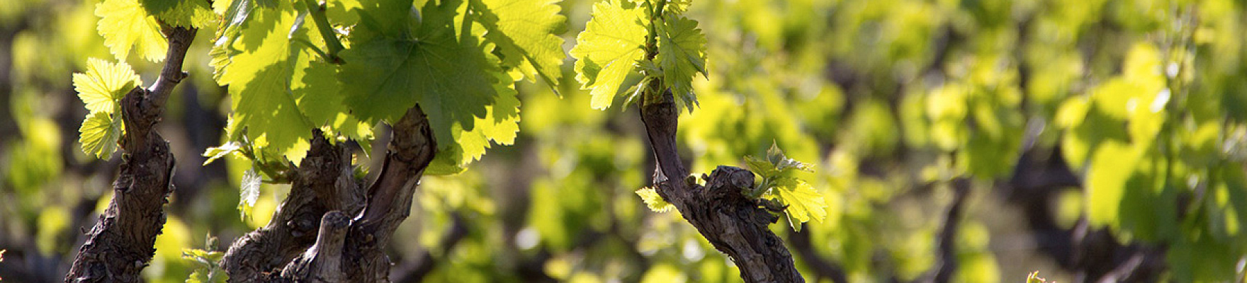 Produtor: Cosecheros de Labastida