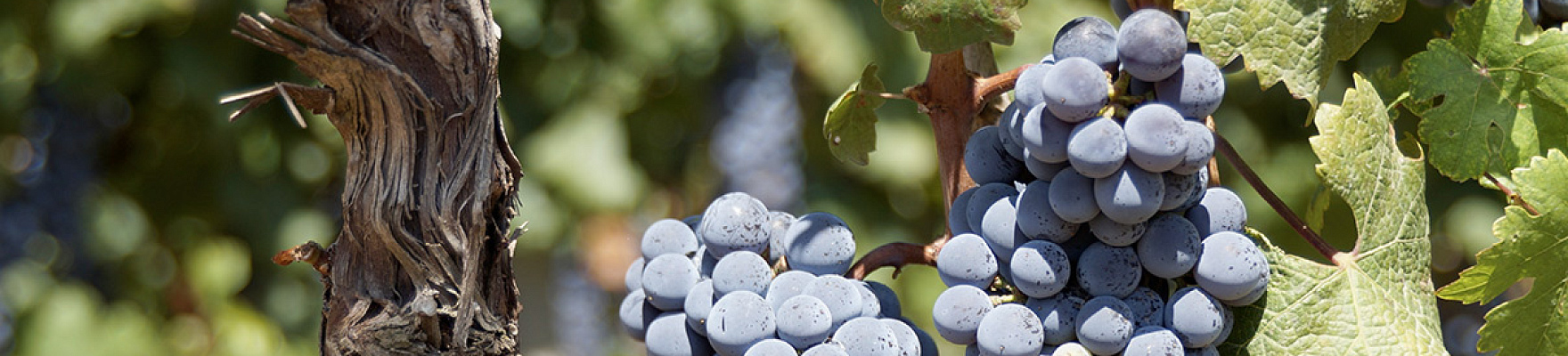 Produtor: Domaine Perrot-Minot