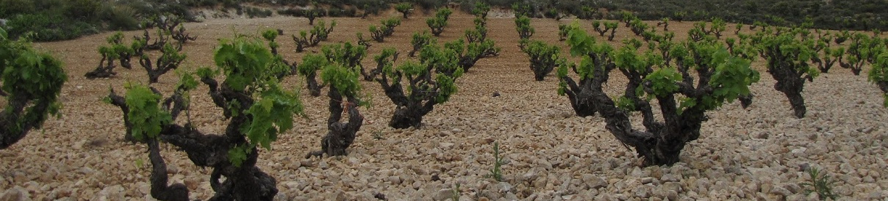Produtor: Bodegas Cinco Leguas