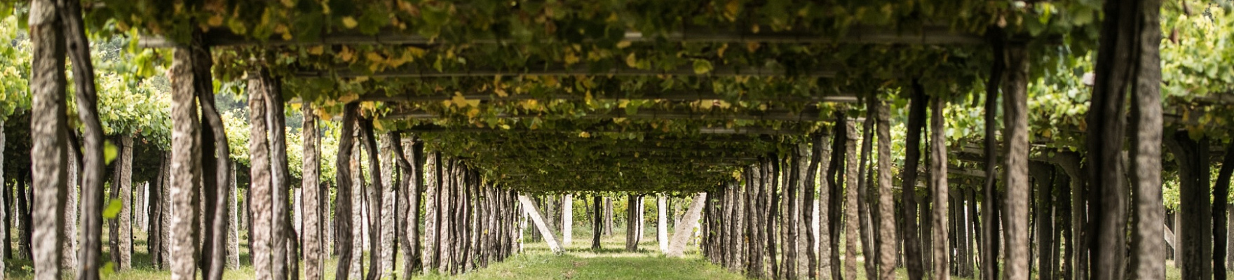 Produtor: Attis Bodegas y Viñedos