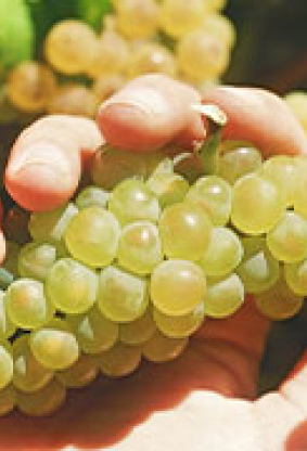 La Chenin blanc en Sudráfica