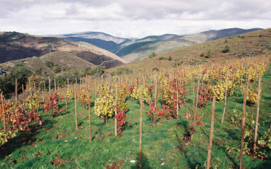 Panorámica de los viñedos