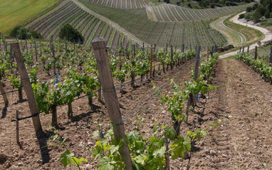 Panorámica de viñedos