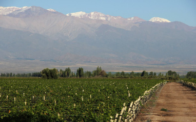 Viñedo con Los Andes al fondo