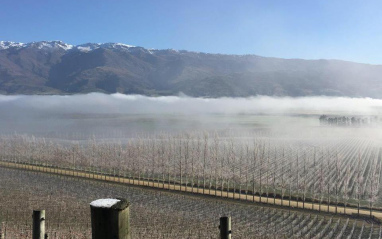 Niebla en viñedo