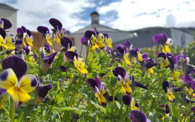 Flores en torno al viñedo