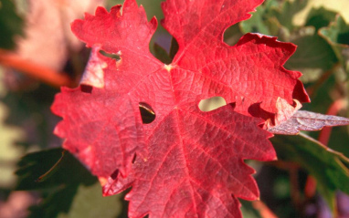 Hoja en otoño