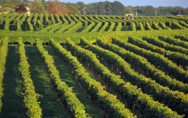 Viñedos en Cognac