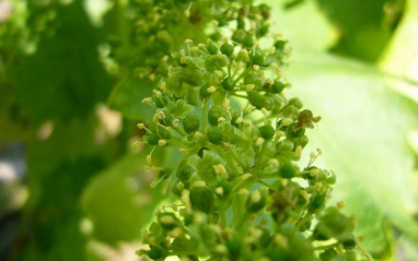 Esta preciosa y delicada flor se recoge a mano para preservar su fragancia
