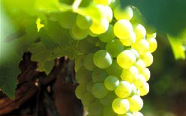Uva Ugni Blanc