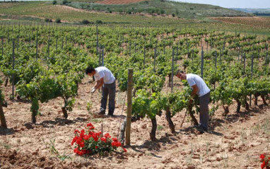 Trabajos a pie de viñedo