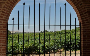 Viñedo visto desde dentro de la bodega