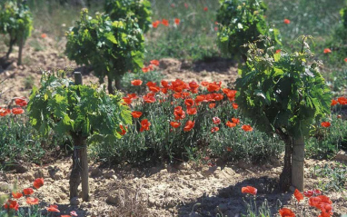 Imagen del cultivo ecológico