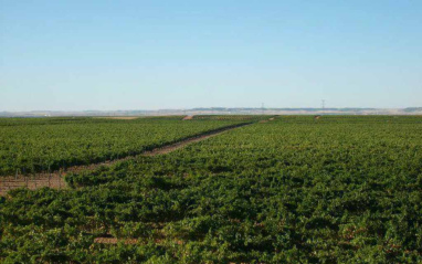 Panorámica de viñedos