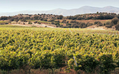 Paisaje con viñedos