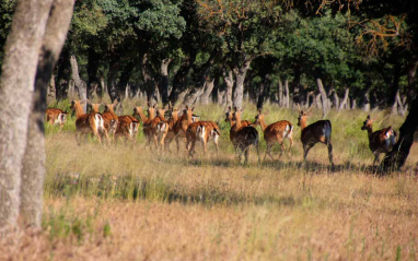 Imagen de la fauna existente en la finca