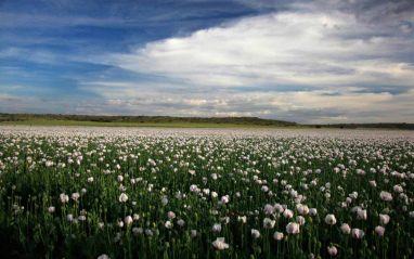 Paraje en Dehesa de los Llanos