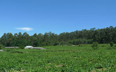 A Gaviñeira