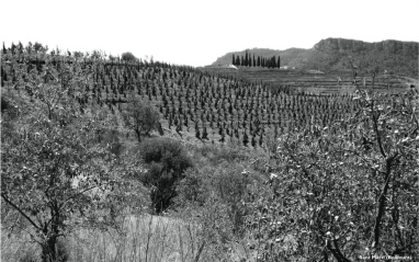 Las viñas del Priorat