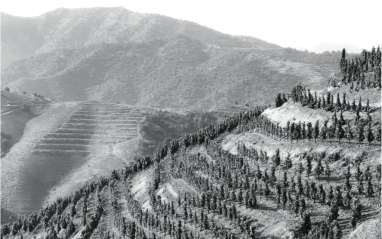 Viñedos en costers, tradicionales del Priorat