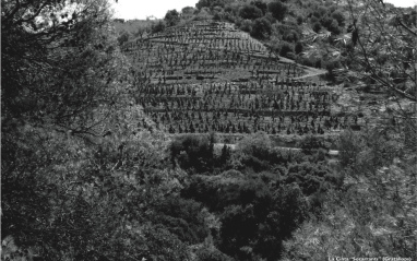 Las viñas de Álvaro Palacios