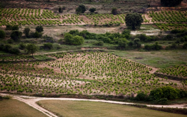 Viñedos en Atauta